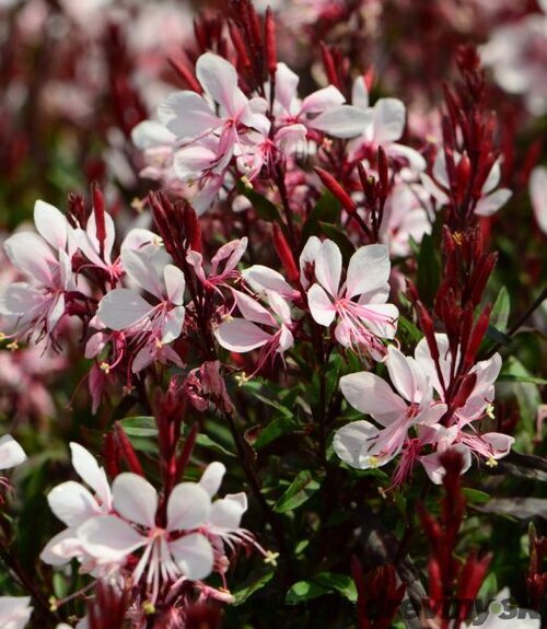 Gaura Lindheimerova GAUDI ROSE ® 20/40 cm v črepníku 2l Gaura lindheimeri GAUDI ROSE ‘Florgauros‘