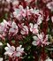 Gaura Lindheimerova GAUDI ROSE ® 20/40 cm v črepníku 2l Gaura lindheimeri GAUDI ROSE ‘Florgauros‘