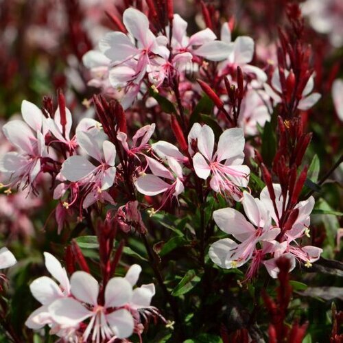 Gaura Lindheimerova GAUDI ROSE ® 20/40 cm v črepníku 2l Gaura lindheimeri GAUDI ROSE ‘Florgauros‘