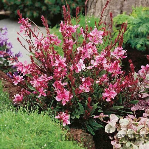 Gaura Lindheimerova GRACEFUL PINK® 20/40 cm v črepníku 2l Gaura lindheimeri ‘Graceful Pink‘