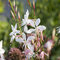 Gaura Lindheimerova GRACEFUL WHITE, výška 30/50 cm, v črepníku P9 Gaura lindheimeri Graceful White