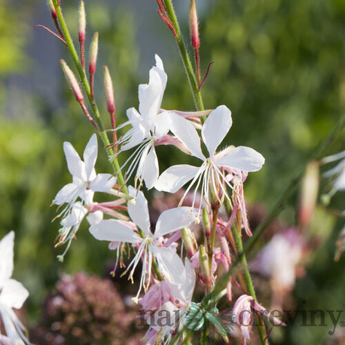 Gaura Lindheimerova GRACEFUL WHITE, výška 30/50 cm, v črepníku P9 Gaura lindheimeri Graceful White