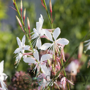 Gaura Lindheimerova Whirling Butterflies, v črepníku P9 Gaura lindheimeri