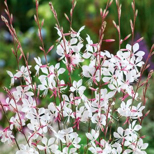 Gaura Lindheimerova Whirling Butterflies, výška 40/60 cm, v črepníku 2l Gaura lindheimeri