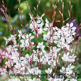 Gaura Lindheimerova Whirling Butterflies, výška 40/60 cm, v črepníku 2l Gaura lindheimeri