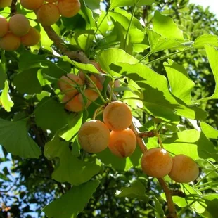 Ginko biloba 50/80 cm, v črepníku Ginkgo biloba