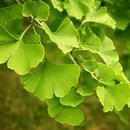 Ginko biloba