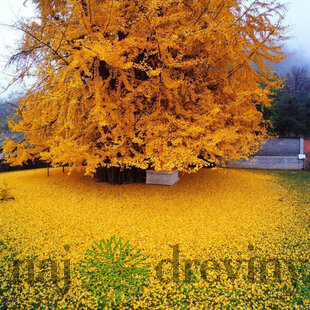Ginko biloba Blagon 160/180 cm, v črepníku Ginkgo biloba Blagon