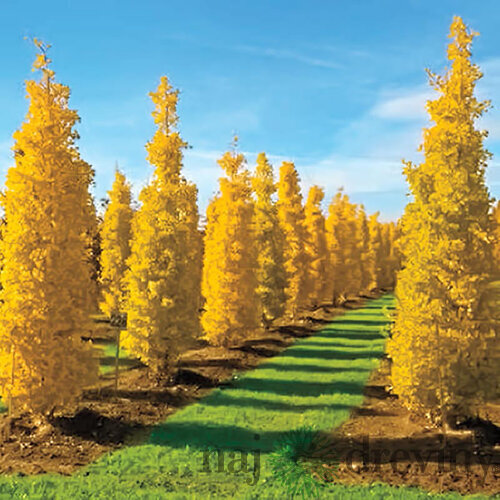 Ginko biloba Fastigiata 100/125 cm, v črepníku Ginkgo biloba Fastigiata