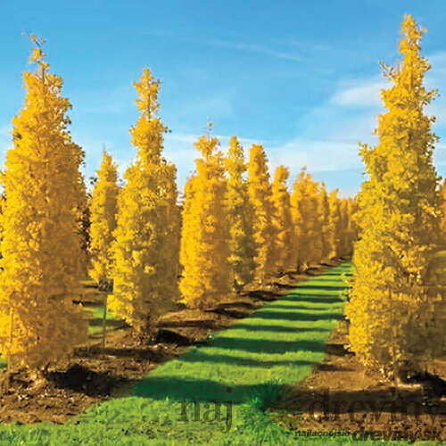 Ginko biloba Fastigiata 80/100 cm, v črepníku 3l Ginkgo biloba