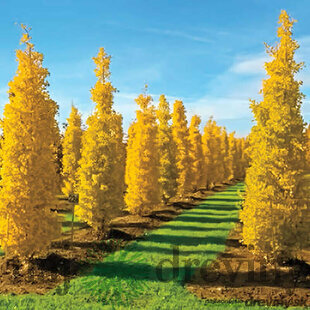 Ginko biloba Fastigiata 80/100 cm, v črepníku 3l Ginkgo biloba