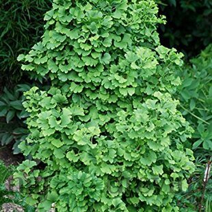 Ginko biloba Korinek 125/150 cm, v črepníku Ginkgo biloba Korinek