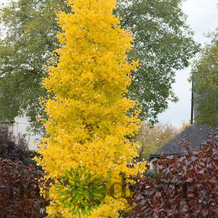 Ginko biloba Menhir 125/150 cm, v črepníku Ginkgo biloba Menhir