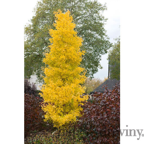 Ginko biloba Menhir 125/150 cm, v črepníku Ginkgo biloba Menhir