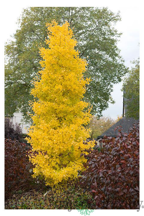Ginko biloba Menhir 125/150 cm, v črepníku Ginkgo biloba Menhir