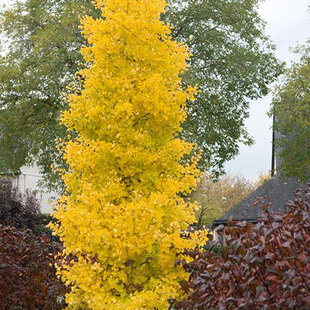 Ginko biloba Menhir 125/150 cm, v črepníku Ginkgo biloba Menhir
