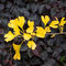 Ginko biloba Menhir 125/150 cm, v črepníku Ginkgo biloba Menhir