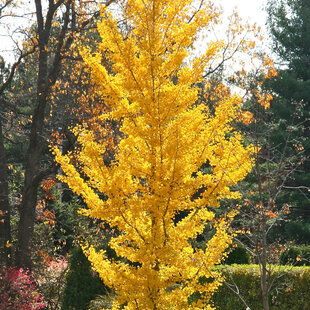 Ginko biloba Princeton Sentry, výška 175/200 cm, v črepníku Ginkgo biloba Princeton Sentry