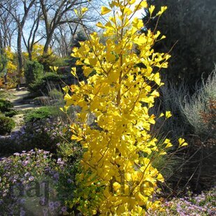 Ginko biloba Tit 175/200 cm, v črepníku Ginkgo biloba Tit