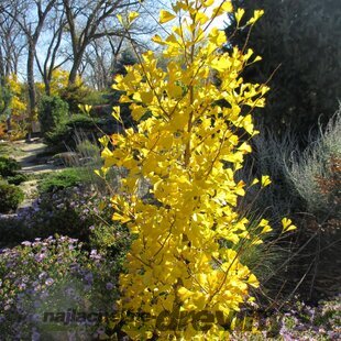 Ginko biloba Tit 175/200 cm, v črepníku Ginkgo biloba Tit