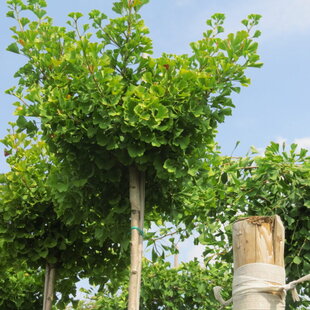 Ginko biloba, výška 100/120 cm, v črepníku Ginkgo biloba