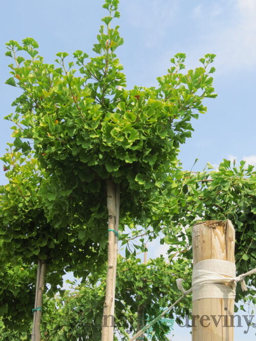 Ginko biloba, výška 100/120 cm, v črepníku Ginkgo biloba
