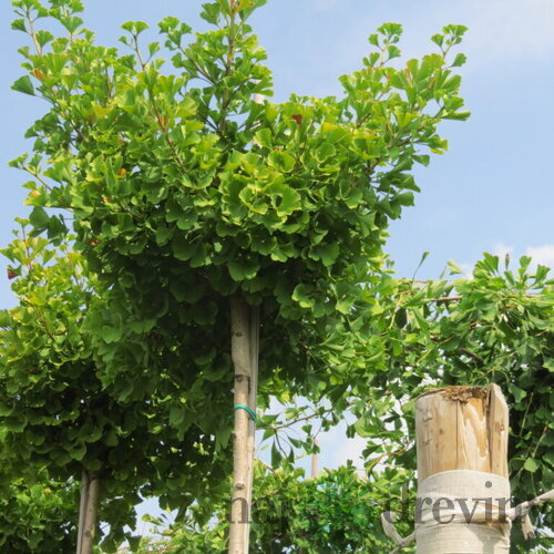 Ginko biloba, výška 100/120 cm, v črepníku Ginkgo biloba
