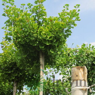 Ginko biloba, výška 100/120 cm, v črepníku Ginkgo biloba