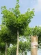 Ginko biloba, výška 100/120 cm, v črepníku Ginkgo biloba