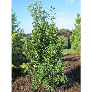 Ginko dvojlaločné 200/250 cm, 6/8 obvod, v črepníku Ginkgo biloba Robbies Twist