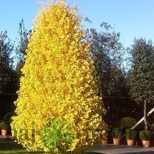 Ginko dvojlaločné Blagon, výška 120/150 cm, v črepníku Ginkgo biloba Blagon