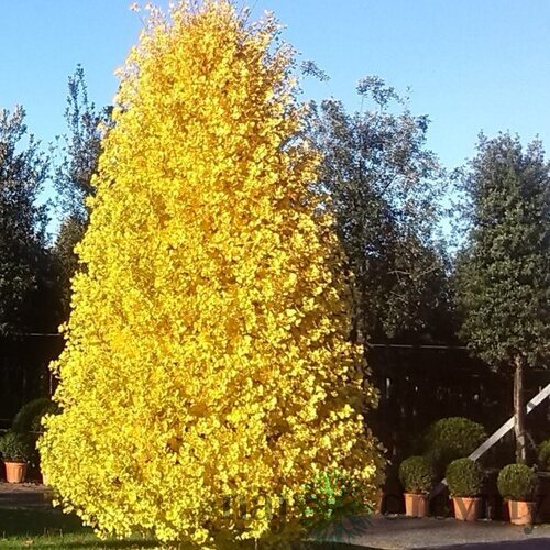 Ginko dvojlaločné Blagon, výška 120/150 cm, v črepníku Ginkgo biloba Blagon