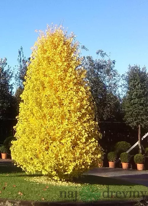 Ginko dvojlaločné Blagon, výška 120/150 cm, v črepníku Ginkgo biloba Blagon