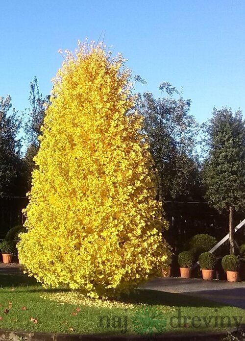 Ginko dvojlaločné Blagon, výška 120/150 cm, v črepníku Ginkgo biloba Blagon