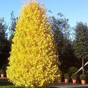 Ginko dvojlaločné Blagon, výška 120/150 cm, v črepníku Ginkgo biloba Blagon