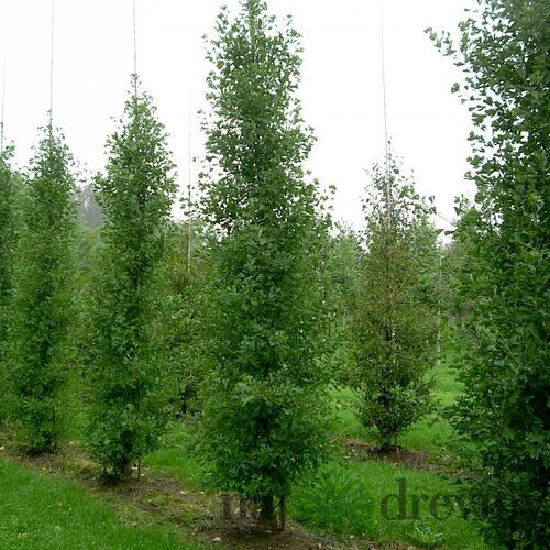 Ginko dvojlaločné Fastigiata, 125/150 cm, v črepníku Ginkgo biloba Fastigiata