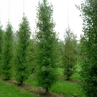 Ginko dvojlaločné Fastigiata, 125/150 cm, v črepníku Ginkgo biloba Fastigiata