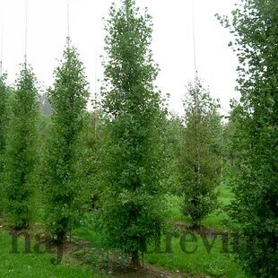 Ginko dvojlaločné Fastigiata, 125/150 cm, v črepníku Ginkgo biloba Fastigiata