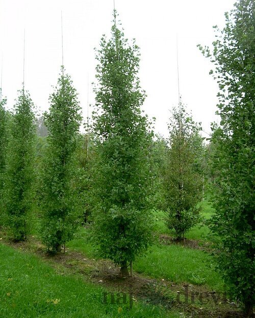Ginko dvojlaločné Fastigiata, 125/150 cm, v črepníku Ginkgo biloba Fastigiata