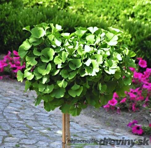 Ginko dvojlaločné Mariken na kmienku, 120/140 cm, v črepníku Ginkgo biloba Mariken
