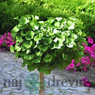 Ginko dvojlaločné Mariken na kmienku, 120/140 cm, v črepníku Ginkgo biloba Mariken