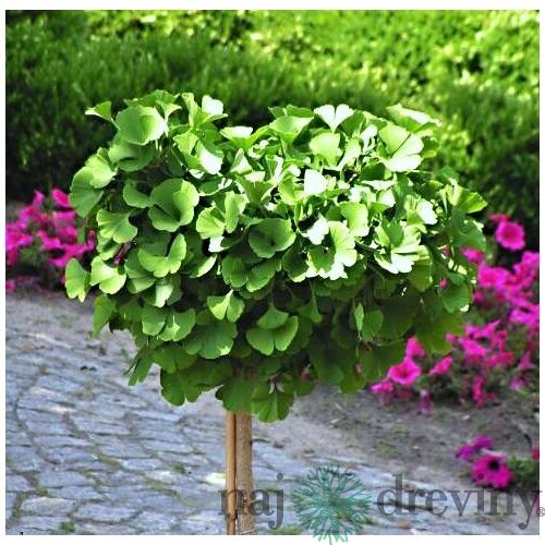 Ginko dvojlaločné Mariken na kmienku, 120/140 cm, v črepníku Ginkgo biloba Mariken