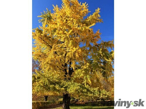 Ginko dvojlaločné Princeton Gold, 100/125 cm, v črepníku Ginko biloba “Princeton Gold