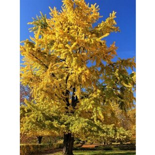 Ginko dvojlaločné Princeton Gold, 100/125 cm, v črepníku Ginko biloba “Princeton Gold