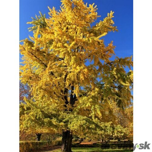 Ginko dvojlaločné Princeton Gold, 100/125 cm, v črepníku Ginko biloba “Princeton Gold
