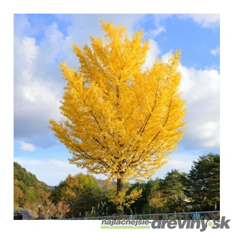 Ginko dvojlaločné Princeton Gold, výška 140/160 cm, v črepníku Ginko biloba “Princeton Gold