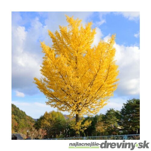 Ginko dvojlaločné Princeton Gold, výška 140/160 cm, v črepníku Ginko biloba “Princeton Gold