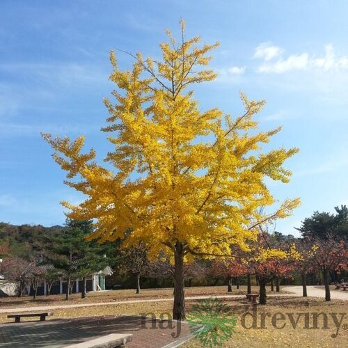 Ginko dvojlaločné Princeton Sentry, 80-100cm, v črepníku Ginkgo biloba Princeton Sentry