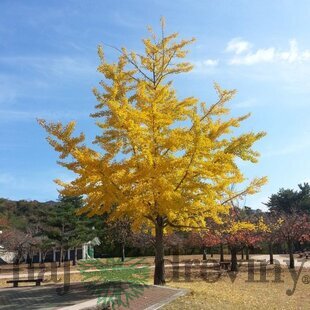Ginko dvojlaločné Princeton Sentry, 80-100cm, v črepníku Ginkgo biloba Princeton Sentry