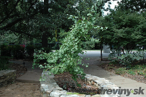 Ginko dvojlaločné Ross Moore, výška 40/60 cm, v črepníku Ginkgo biloba Ross Moore